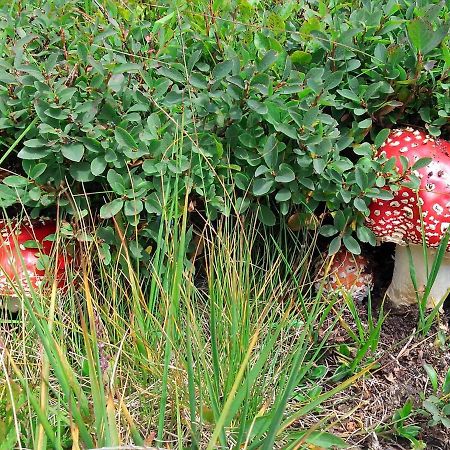 Ferienwohnung Le Balze Di Carisolo, Trilocale Con Giardino Exterior foto